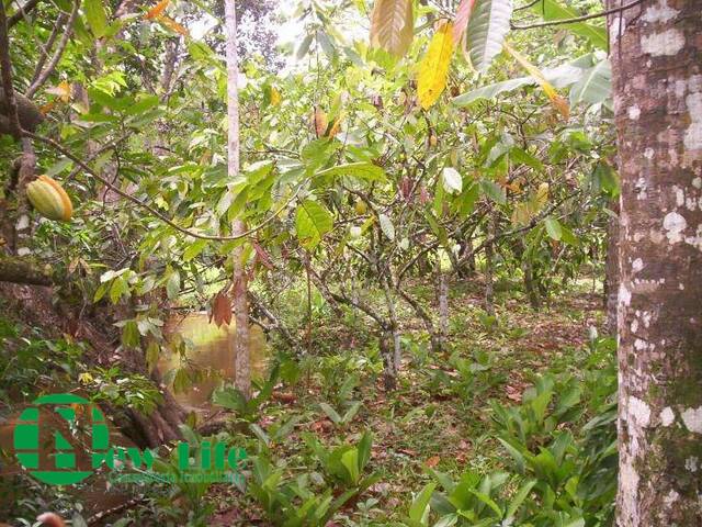 #450 - Fazenda para Venda em Porto Seguro - BA - 3